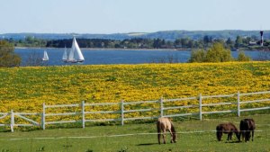 Fotografie zur Szene 4: Pferdekoppel in Holnis bei Sonnenschein